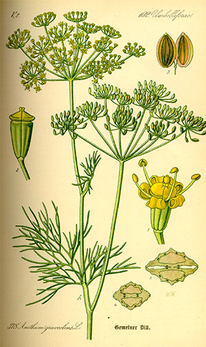 Ilustración Ilustración de Aceite Esencial de Eneldo