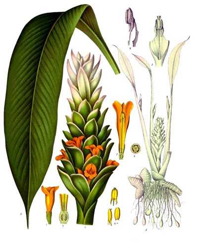 Ilustración Ilustración de Aceite Esencial de Cúrcuma BIO
