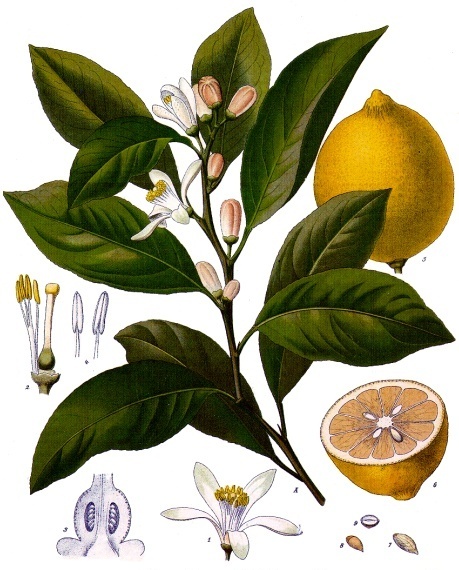 Ilustración Ilustración de Aceite Esencial de Limón BIO