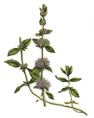 Ilustración Ilustración de Aceite Esencial de Menta Poleo BIO