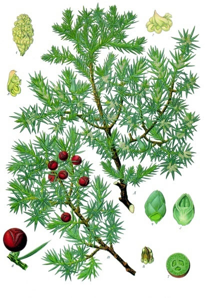 Ilustración Ilustración de Aceite Esencial de Cade de Enebro