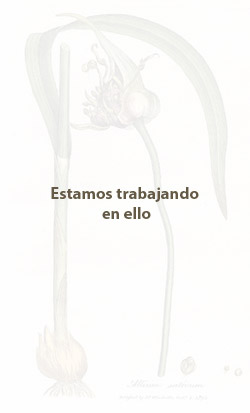 Ilustración Ilustración de Aceite Esencial de Salvia Romana - Salvia sclarea