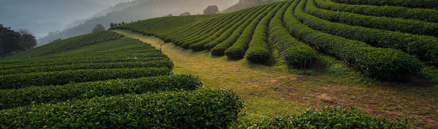 Aceite Esencial de Arbol del té