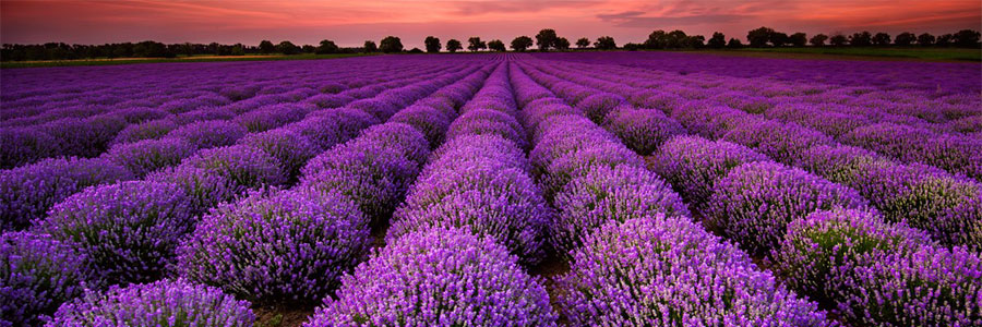 Campos de lavanda - aceites esenciales naturales