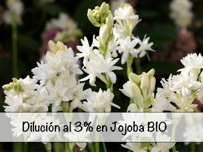 Dilución Absoluto de Nardo Tuberosa al 3%