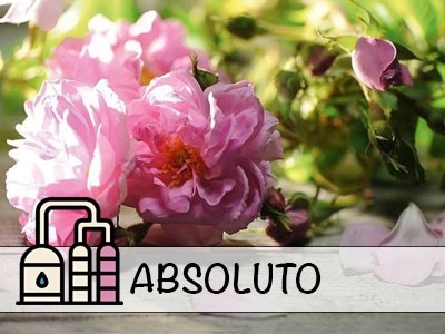 Rosa Damascena - Aceite Absoluto