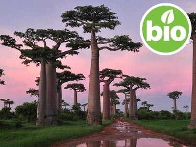 Aceite de Baobab 1ª presión BIO