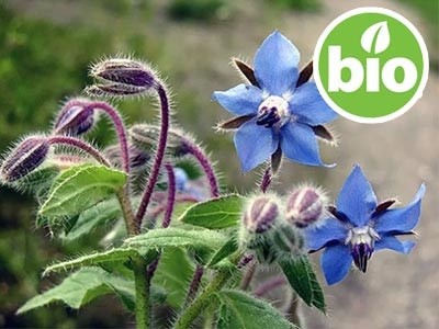 Aceite de Borago / Borraja Virgen BIO