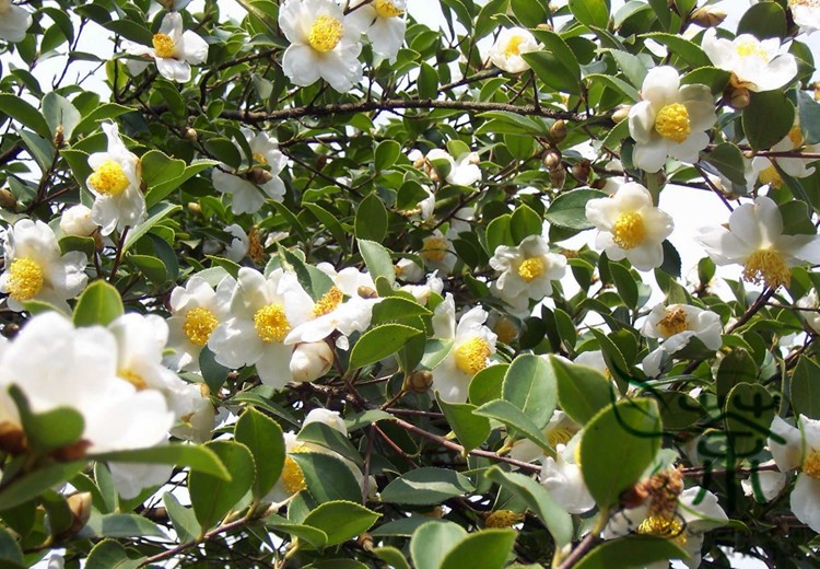 Aceite de Camelia - Té verde