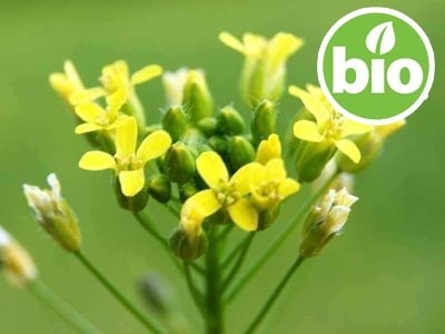 Aceite de Camelina Sativa Virgen de 1ª presión BIO