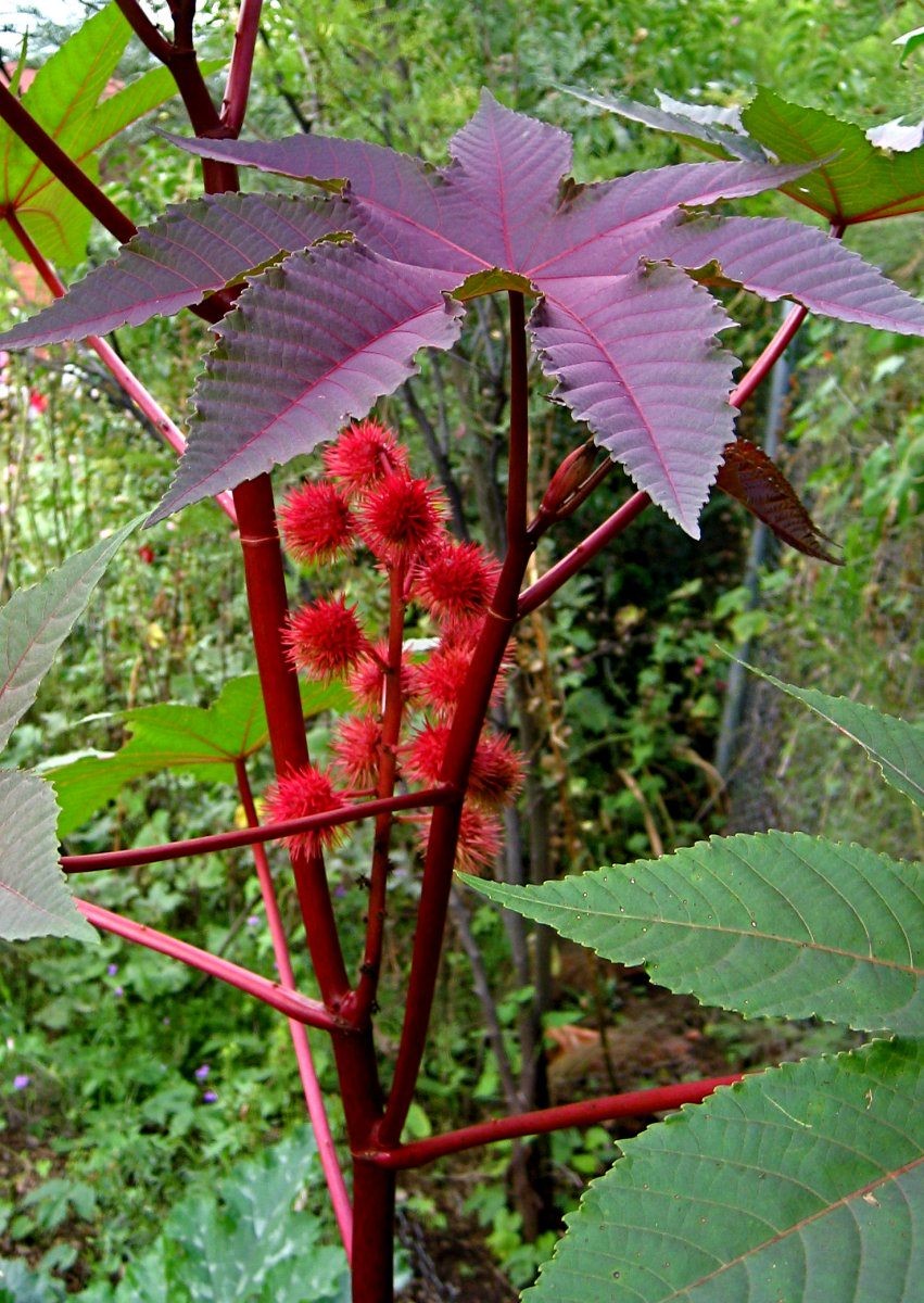 Aceite de Ricino Sulfatado (aceite rojo de Turquía)