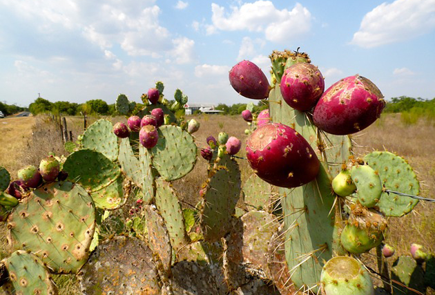 Aceite de Semillas de Higo Chumbo BIO