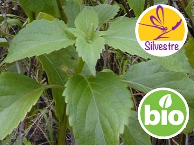 Aceite Esencial de Albahaca de Clavo o Picante Silvestre BIO