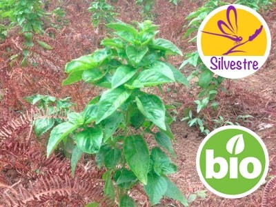Aceite Esencial de Albahaca Tropical Silvestre BIO - Qt Metilchavicol