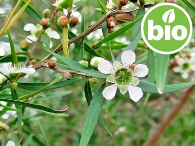 Aceite Esencial de Árbol del Té Limón BIO  - Leptospermum petersonii