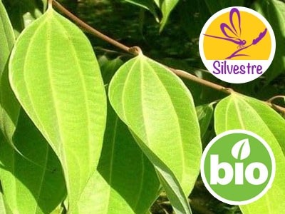 Aceite Esencial de Canela del Himalaya Silvestre y BIO