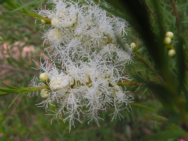 Árbol del té Australiano