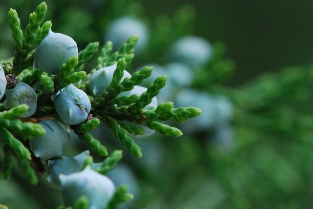 Cedro de Virginia