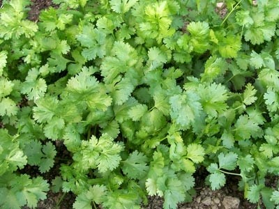 Aceite Esencial de Cilantro - Coriandro