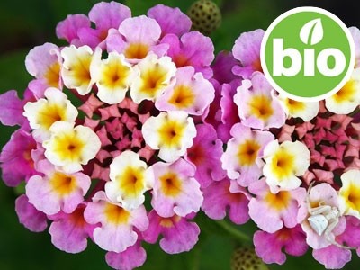 Aceite Esencial de Lantana BIO