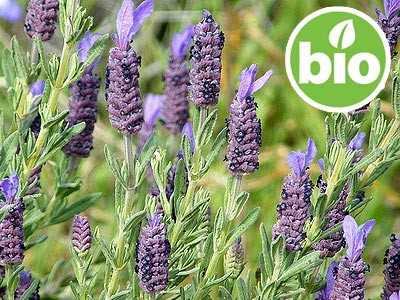 Lavanda de Sevilla BIO