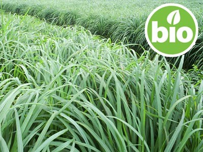 Lemongrass BIO