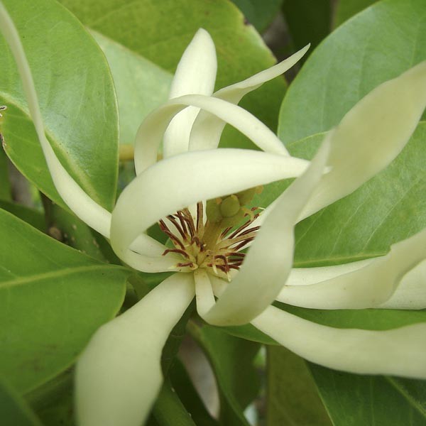 Magnolia