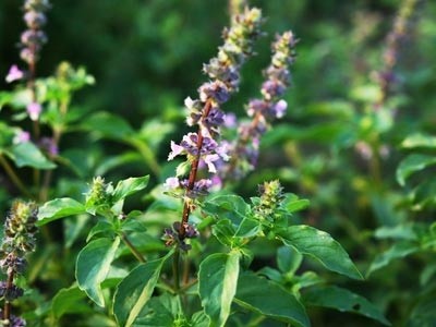 Aceite Esencial de Tulsi - Albahaca Sagrada