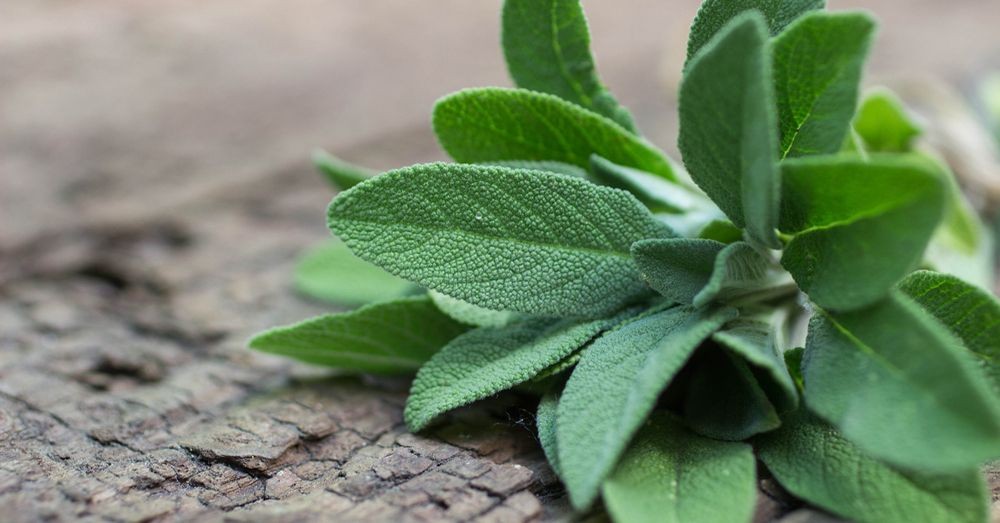 Salvia