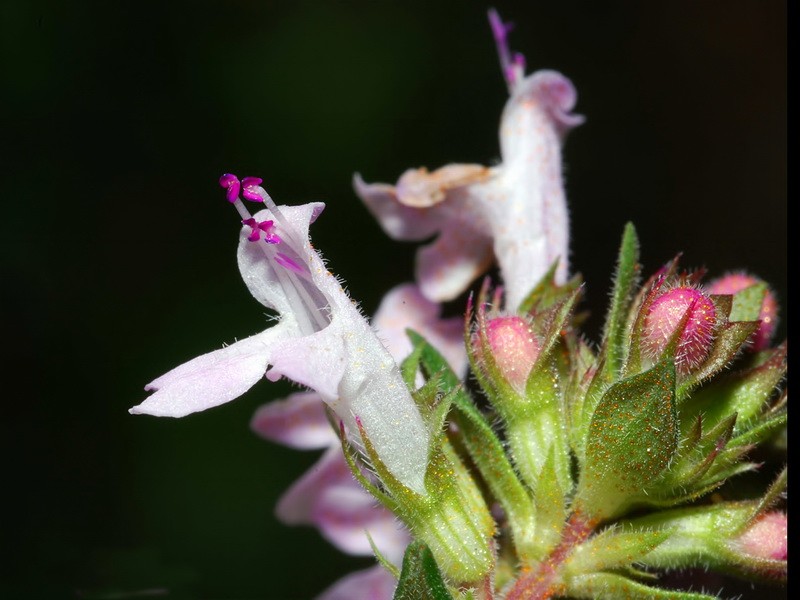 Verbena Española o Tomillo de Invierno