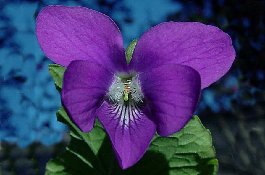 Violeta absoluto