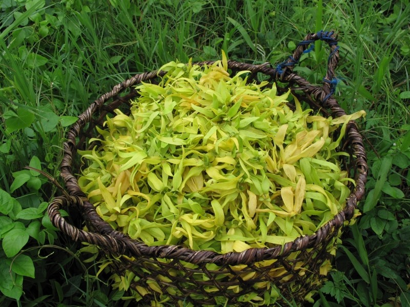 Ylang Ylang III