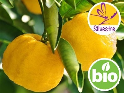 Aceite Esencial de Yuzu Silvestre y BIO