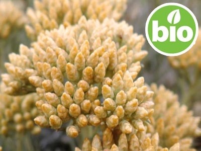 Aceite Esencial de Helichrysum Picardii BIO