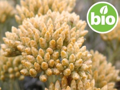 Aceite Esencial de Helicriso Picardii BIO