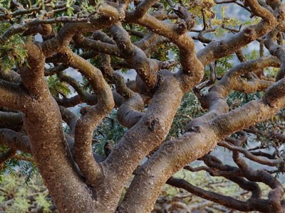 Aceite Esencial de Incienso - Boswellia carterii