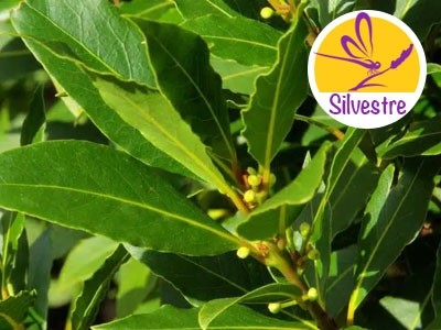 Aceite esencial de Laurel Silestre - Laurus nobilis