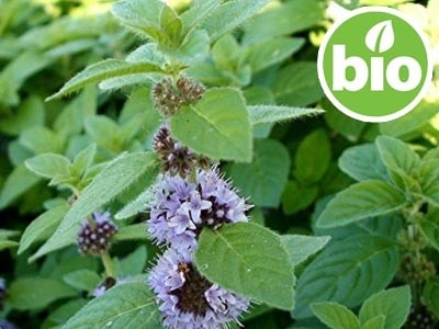 Mentha Arvensis - Menta de Campo BIO