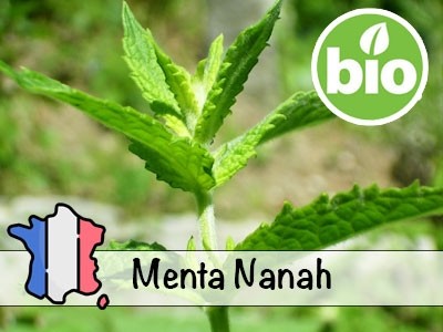 Aceite Esencial de Hierbabuena (Menta Nanah) BIO