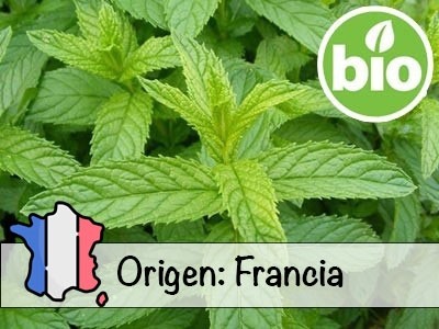 Aceite Esencial de Menta Piperita BIO - Francia