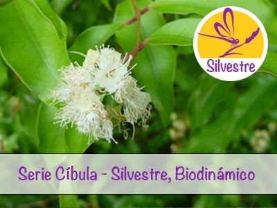 Aceite Esencial de Mirto Anisado - Syzygium anisatum
