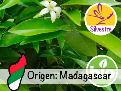 Aceite Esencial de Petitgrain Mandarino BIO