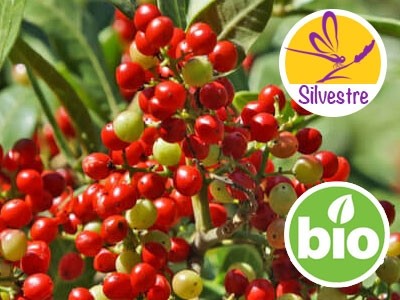 Aceite Esencial de Pimentero Brasileño Silvestre y BIO
