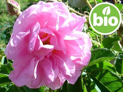 Aceite Esencial de Rosa Búlgara Otto BIO