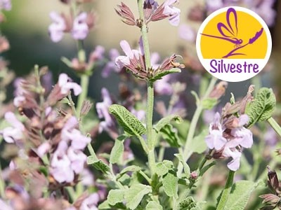 Aceite Esencial de Salvia Triloba Silvestre