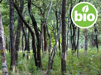 Aceite Esencial de Sándalo Blanco BIO - Nepal