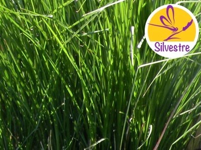 Aceite Esencial de Vetiver Golden - Silvestre