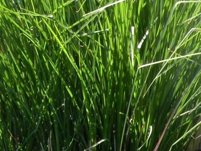 Aceite Esencial de Vetiver KS - Cultivado