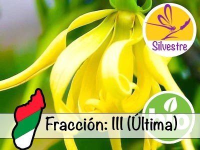 Aceite Esencial de Ylang Ylang III BIO