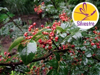 Aceite Esencial de Zanthoxylum - Silvestre